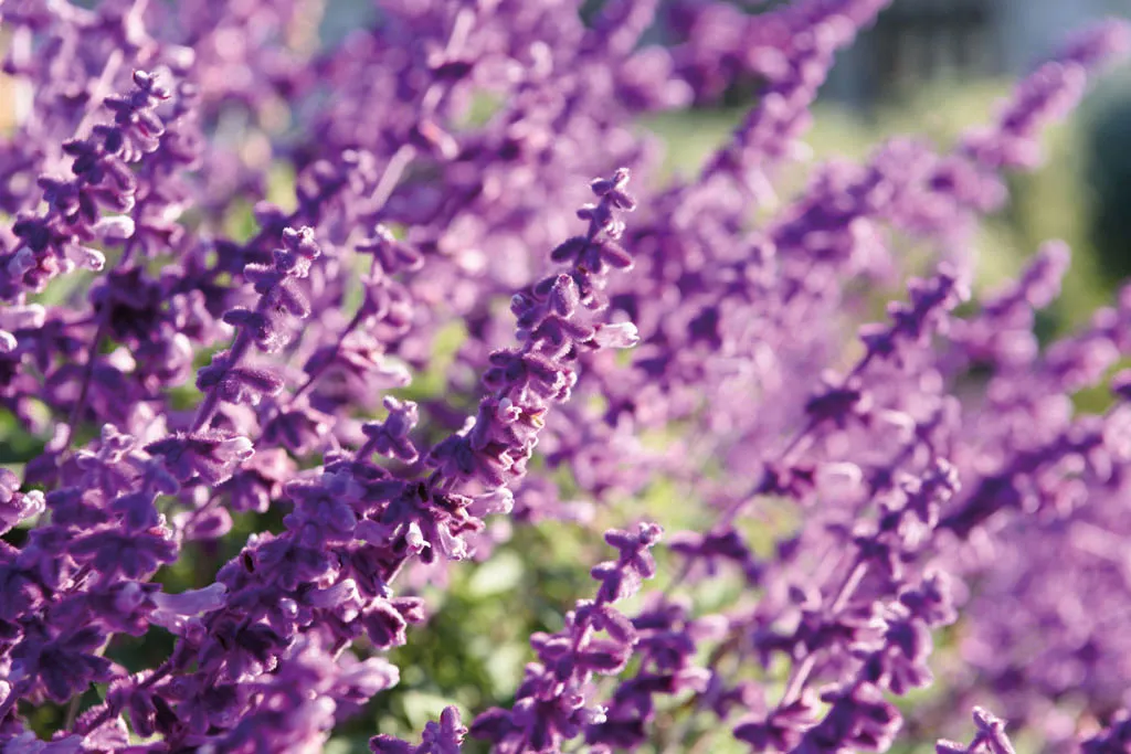 Aromabett — Bergkräuter für den Kräuterduft