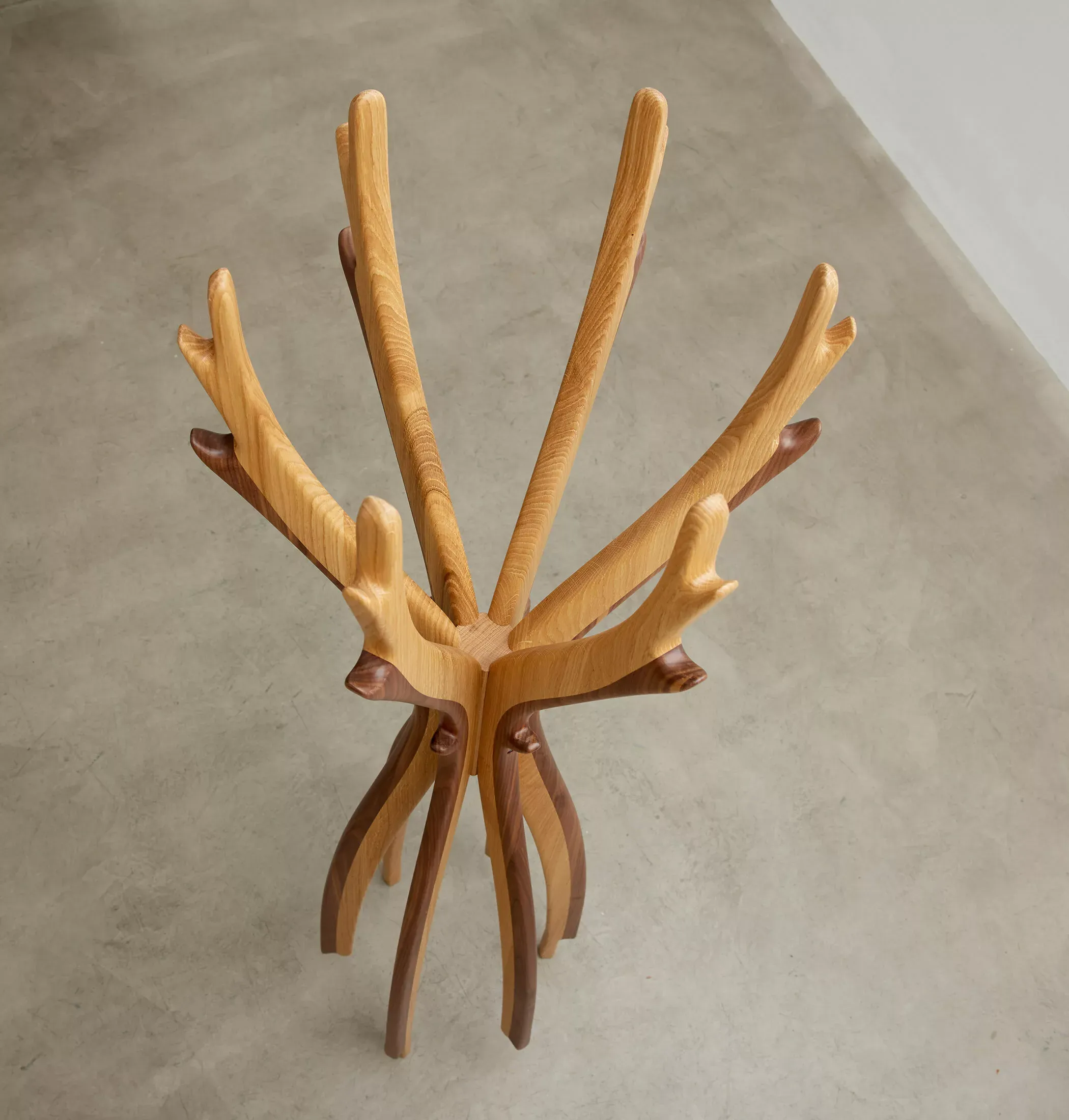 Antler von oben — verzweigte Äste aus hellem und dunklem Holz